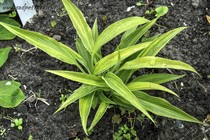 Hyuga Urajiro