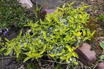 Бересклет Форчуна Арлекин (Euonymus fortune Harlequin)