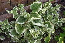 Variegata