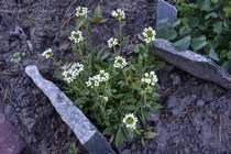 Крупка Магеланская (Draba magellanica)