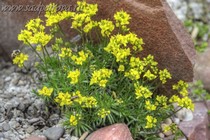 Крупка афипская (Draba athoa)