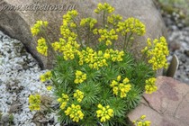Крупка bertoloni (Draba bertoloni)