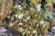 Горянка гибридная Arctic Wings (Epimedium hybrida Arctic Wings)