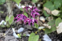 Горянка Крупноцветковая Kourin (Epimedium grandiflorum Kourin)