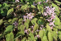 Горянка гибридная Togen (Epimedium hybrida Togen)