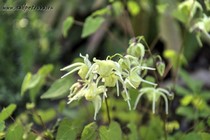 Горянка Крупноцветковая Yellow Princess (Epimedium grandiflorum Yellow Princess)