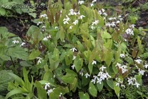 Горянка двулистная (Epimedium diphyllum)