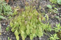 Горянка двулистная variegata (Epimedium diphyllum variegata)