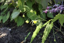 Горянка падуболистная (Epimedium ilicifolium Og)