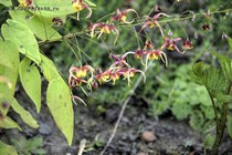 Горянка omeiense Akane (Epimedium x omeiense Akane)