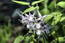 Горянка Крупноцветковая var.thunbergianum (Epimedium grandiflorum var.thunbergianum)