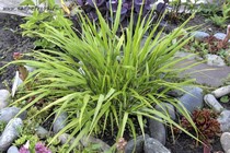 Хаконехлоя большая Beni Kaze (Hakonechloa macra Beni Kaze)