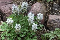 Хохлатка плотная White Swallow (Corydalis solida White Swallow)