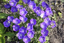 Колокольчик карпатский (Campanula carpatica Karl Foerster)