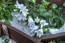 Колокольчик trogerae (Campanula trogerae)