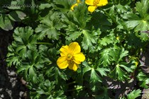 Купальница Фаррери (Trollius farrerii)