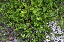 Лептинелла Шероховатая Зеленая (Leptinella Squalida Green)