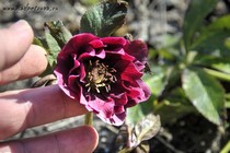 Морозник восточный Double Aubergine White Edge (Helleborus Double Aubergine White Edge)