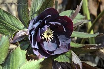 Морозник восточный Double Black (Helleborus Double Black)