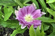 Морозник восточный Double Red Spotted (Helleborus Double Red Spotted)