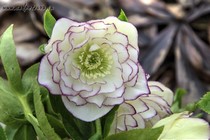 Морозник Восточный Double White Purple Edge (Helleborus Orientalis Double White Purple Edge)