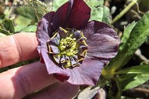 Морозник восточный Anemone Slaty Blue (Helleborus Anemone Slaty Blue)