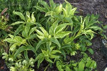 Морозник Variegata