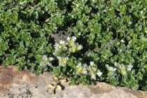 Паронохия Kapela Serpyllifolia (Paronychia kapela serpyllifolia)