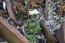 Проломник Лемана(Androsace chamaejasme ssp. carinata)