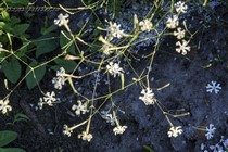 Смолёвка Лерхенфельда (Silene lerchenfeldiana)