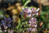 Трициртис коротковолосистый (Tricyrtis hirta)