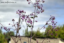 Василистник рохебрунский(halictrum rocchebrunnianum)