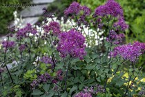 Василистник Водосборолистный Dwarf Purple (Thalictrum Aquilegiifolium Dwarf Purple)