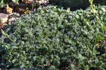 Ясколка шерстистая (Cerastium)