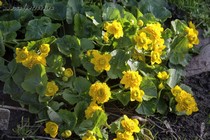 Калужница болотная Multiplex(Caltha palustris Multiplex)