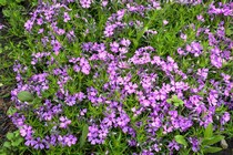 Флокс Дугласа Lachsjuwel(Phlox Douglasii Lachsjuwel)