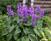 Буквица