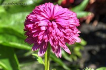 Эхинацея Pink Bonbon