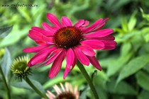 Эхинацея Sweet Meadow Mama