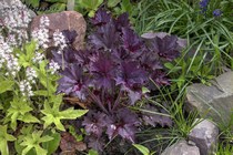 Frosted Violet