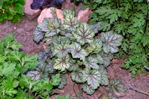 Green Spice