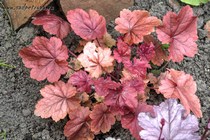 Northern Exposure Red