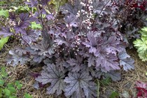 Plum Cascade