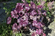 Plum Royale