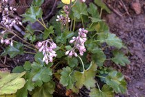 Pulchella (хорошенькая)