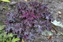 Purple Petticoats