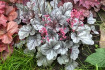 Silver Gumdrop