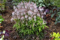 Spring Symphony
