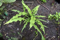 Curly Fries