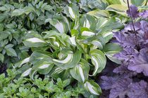 Undulata Mediovariegata